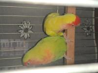 Cennet papağanı çifti