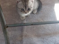 Sahibinden Kedi Ailesi