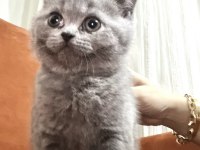 Duman Rengi Scottish Ve British Bebekler