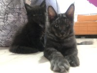 Maine coon yavrularımız