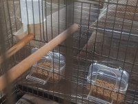 Damızlık Yumurtalı Bengay