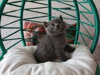 Minik british shorthair bebeler