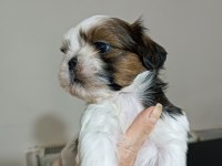 Yetiştirici aileden show line shih tzu yavruları