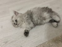 British Scottish Yavrularım