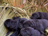 Üst Kalite Dev Cane Corso Adayları