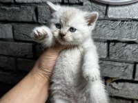 British shorthair erkek lyxn point erkek