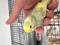 2 Yavru 1 Dişi Kuşlar