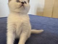 British Shorthair Pamuklarımız Yeni Yuvalarını Arıyor