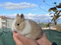 Orijinal cüce tavşanımız