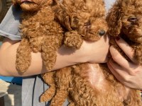 Red Brown Toy Poodle Kızlarım