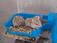 Ele alışık, sağlıklı gonzales hamster yavruları (izmir içi)