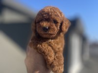 Red brown toy poodle yavrular