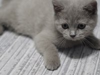 3 Aylık British Shorthair Sahiplendirme