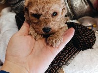 Orijinal Toy Poodle Yavrular