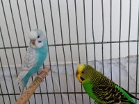 Muhabbet Kuşlarım Tek Veya Çift