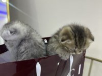 Şeker Gibi Scottish Fold Yavrular