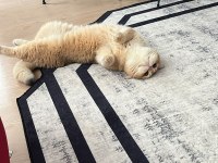 Yetişkin British Golden Ny 12