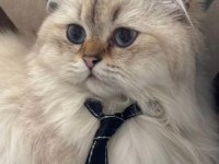 British longhair safkan kedim