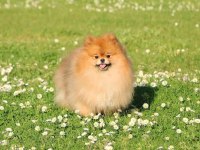 Orjinal Pomeranian Boo