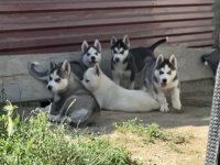 Orijinal sibirya kurdu yavruları