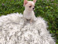 Beyaz Krem Elma Kafa Küt Burun Mükemmel Anatomi Yavru Şivava