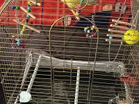 Sevda Papağanı Çift