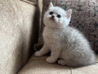 Full Şecereli Anne Babanın Silver British Shorthair Bebeği