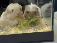 Her İle Dişi Erkek Coronet Guinea Pig Yavruları