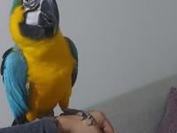 Macaw papağanım paşamı sahiplendiriyorum