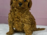 Red Brown Toy Poodle Bebeklerim
