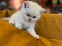 Irk Ve Sağlık Garantili Ayı Surat British Shorthair Bebekler