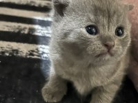 British Yavru Kediler
