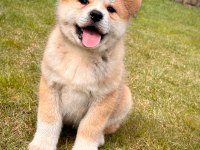 %100 safkan japon akita inu yavruları