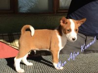 Irk Garantili Basenji Yavruları