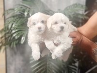 Tuvalet Eğitimli Karbeyaz Lekesiz Maltese Minnaklarım