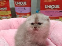 Scottish Fold Ve Scottish Straight Erkek