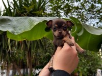 Chihuahua elma kafa teacup yavrumuz sağlık ve ırk garantilidir