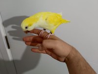 Monk Keşiş Lutino Göz 2 Yasında Sarı Renk