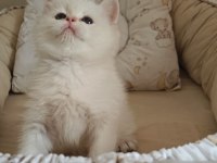 Anne Baba Full Şecereli Show Kedisi British Shorthair