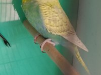 Rainbow yavruya hazır muhabbet kuşu