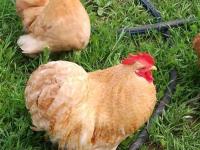 Buff Cüce Cochin Kuluçkalık Yumurta Ve Anaç Bulunur