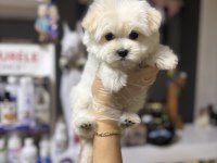 Orjinal Maltese Bebiş Köpekler