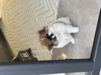 Anne Pekinez Baba Pomeranian