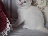 Mutlu, Sağlıklı, Neşeli, Safkan British Bebekler Yeni Evlerine Hazırlar