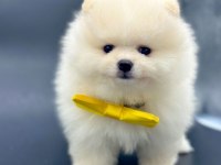Safkan Pomeranian Boo Yavrularımız