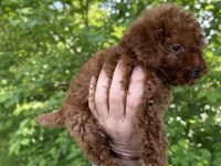 Safkan Kore Kan Dişi Sağlık Garantili Poodle
