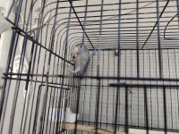 Hazır Takım Forpuslar