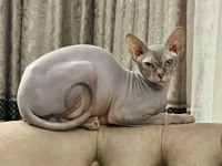 7,5 aylık erkek sfenks