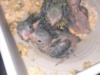 El besleme bebek forpus