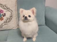 Pomeranian Boo Hazır Dişi Köpeğimiz
